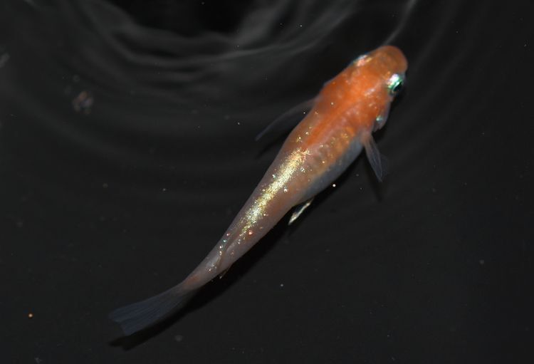 加温飼育の親メダカ その4 朧ミユキ 岡崎葵メダカのつぶやき