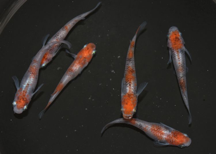 山陽へのメダカ旅 その4 あまぞんメダカさん編 岡崎葵メダカのつぶやき