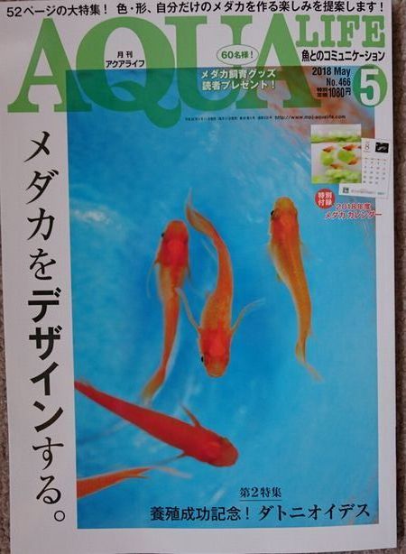 4月の関東メダカ旅 その6 ～㈱エムピージェーさん編～ : 岡崎葵