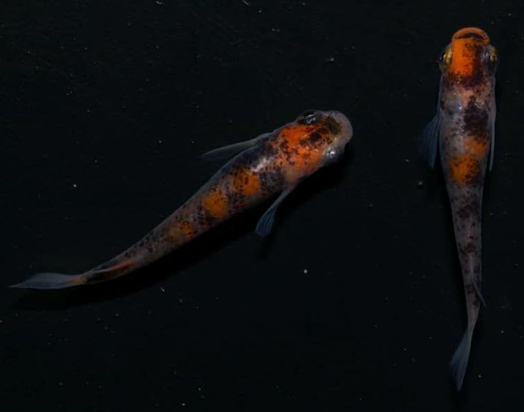 あまぞんメダカさんの美しいメダカの名付け親になりました 岡崎葵メダカのつぶやき