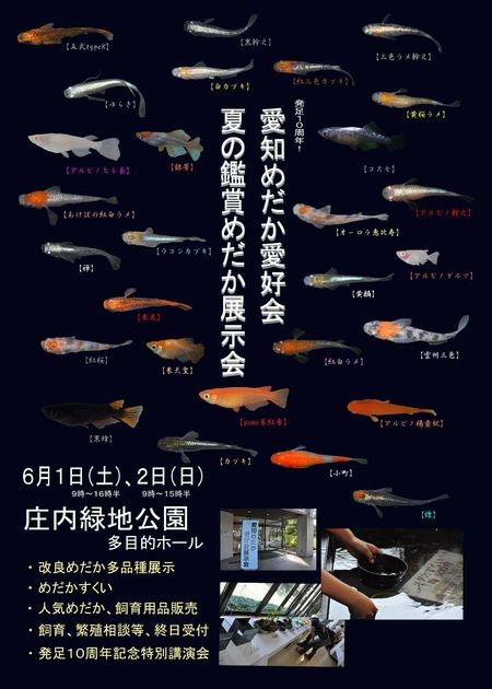 めだか仲間も展示会開催 岡崎葵メダカのつぶやき
