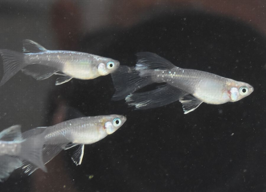 cuteみゆきリアルロングフィン、黒天幻龍他