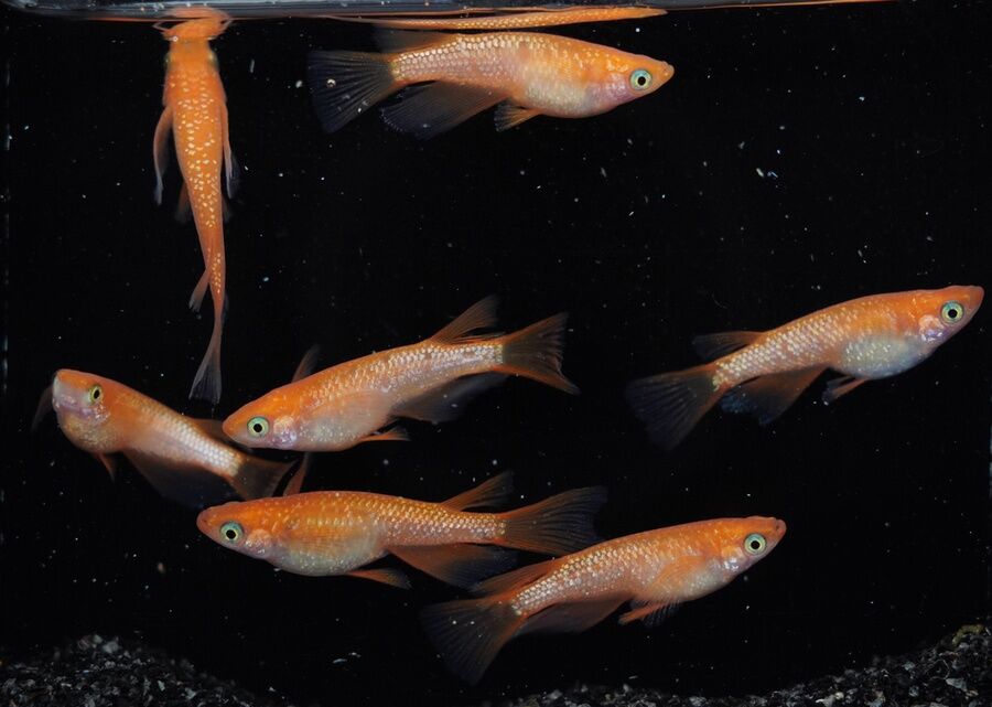 【minamo】現物 紅華紅白めだか 極上若魚（１ペア）KH-A 小野様ご本人の個体 現物 上州めだか様ご本人の個体 王華 3ペア 6匹セット No.1