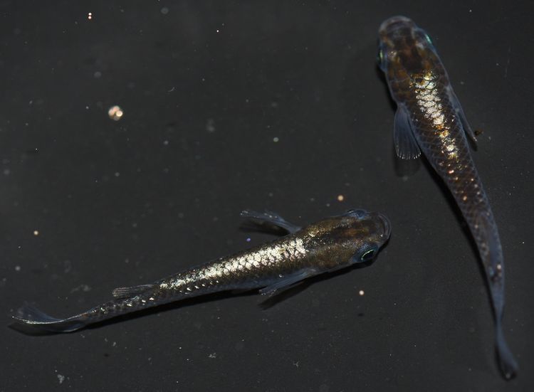 加温飼育の親メダカ その3 グリーン 岡崎葵メダカのつぶやき