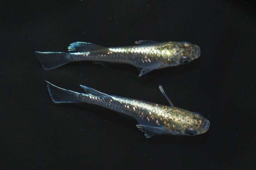 エメラルドフィン めだか【SOLDOUT】(垂水様直系個体 グリーンタイプ