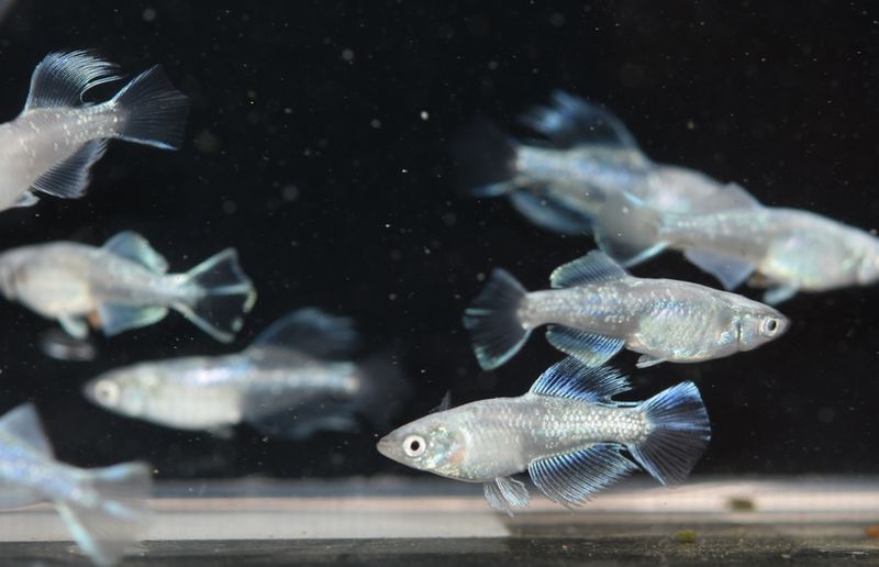 台風に警戒 岡崎葵メダカのつぶやき