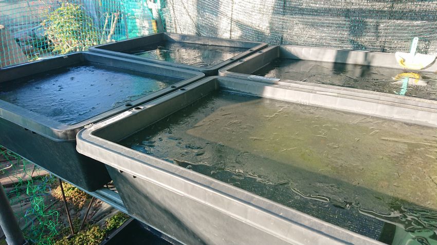 大ハウスのハウスインハウス 岡崎葵メダカのつぶやき