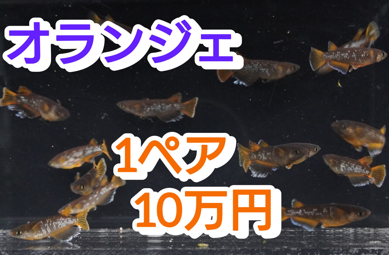 垂水さんの最新作 オランジェ その9（明日午後8時ネット販売開始