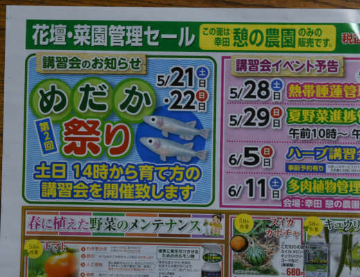 幸田憩の農園でイベント スイレン ウコンカブキ 岡崎葵メダカのつぶやき