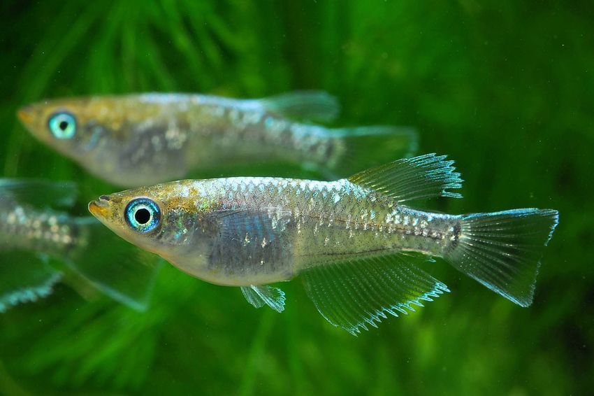 エメラルドフィン めだか【SOLDOUT】(垂水様直系個体 グリーンタイプ