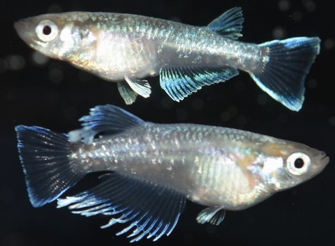 垂水さんブリードの鱗光の販売予告 岡崎葵メダカのつぶやき