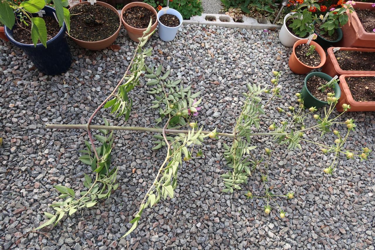 皇帝ダリアの挿し木チャレンジと念願のバニーカクタス購入 葵みずなの小部屋