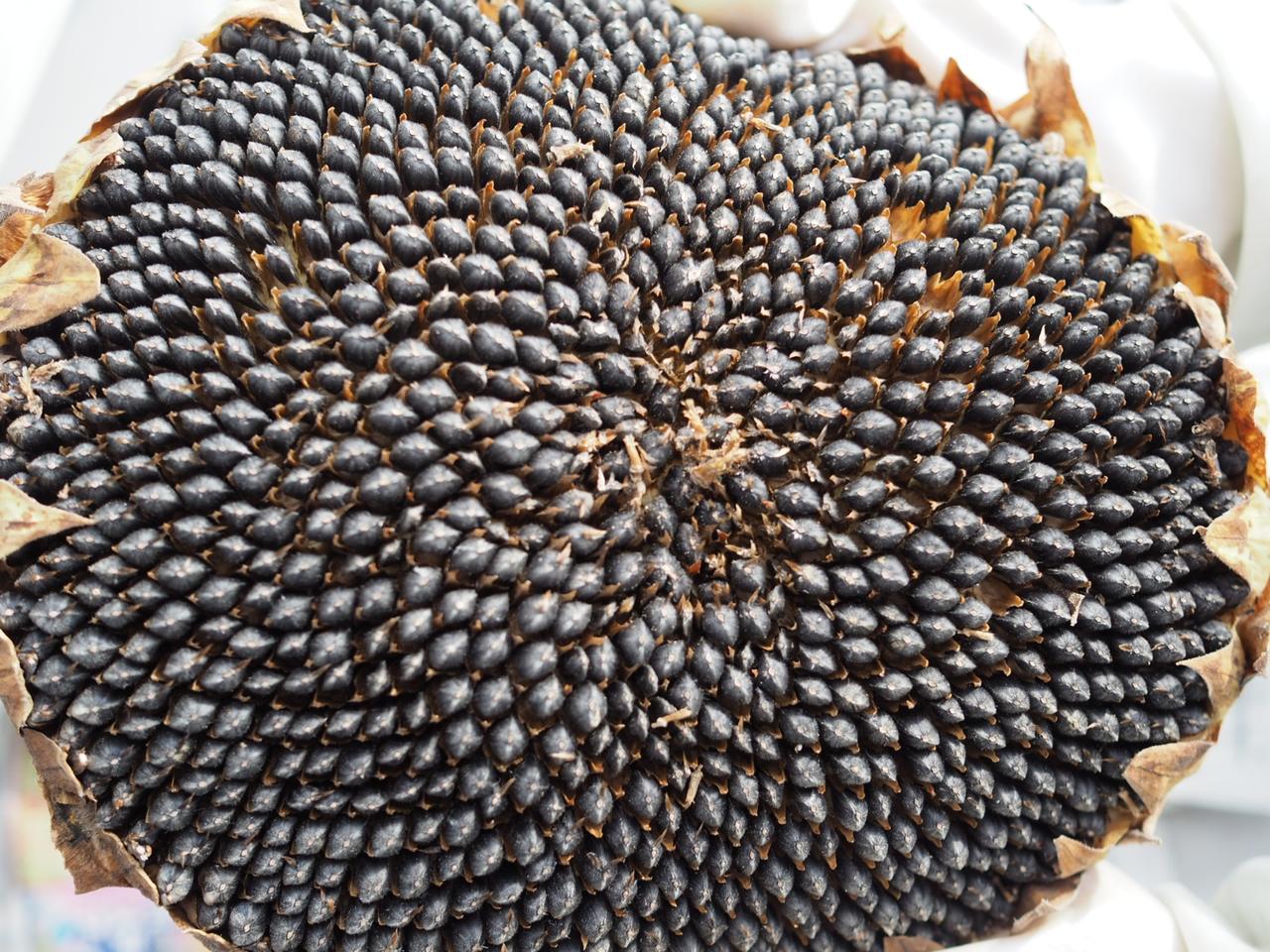 閲覧注意 ぜったいに最後まで見れないブツブツ画像