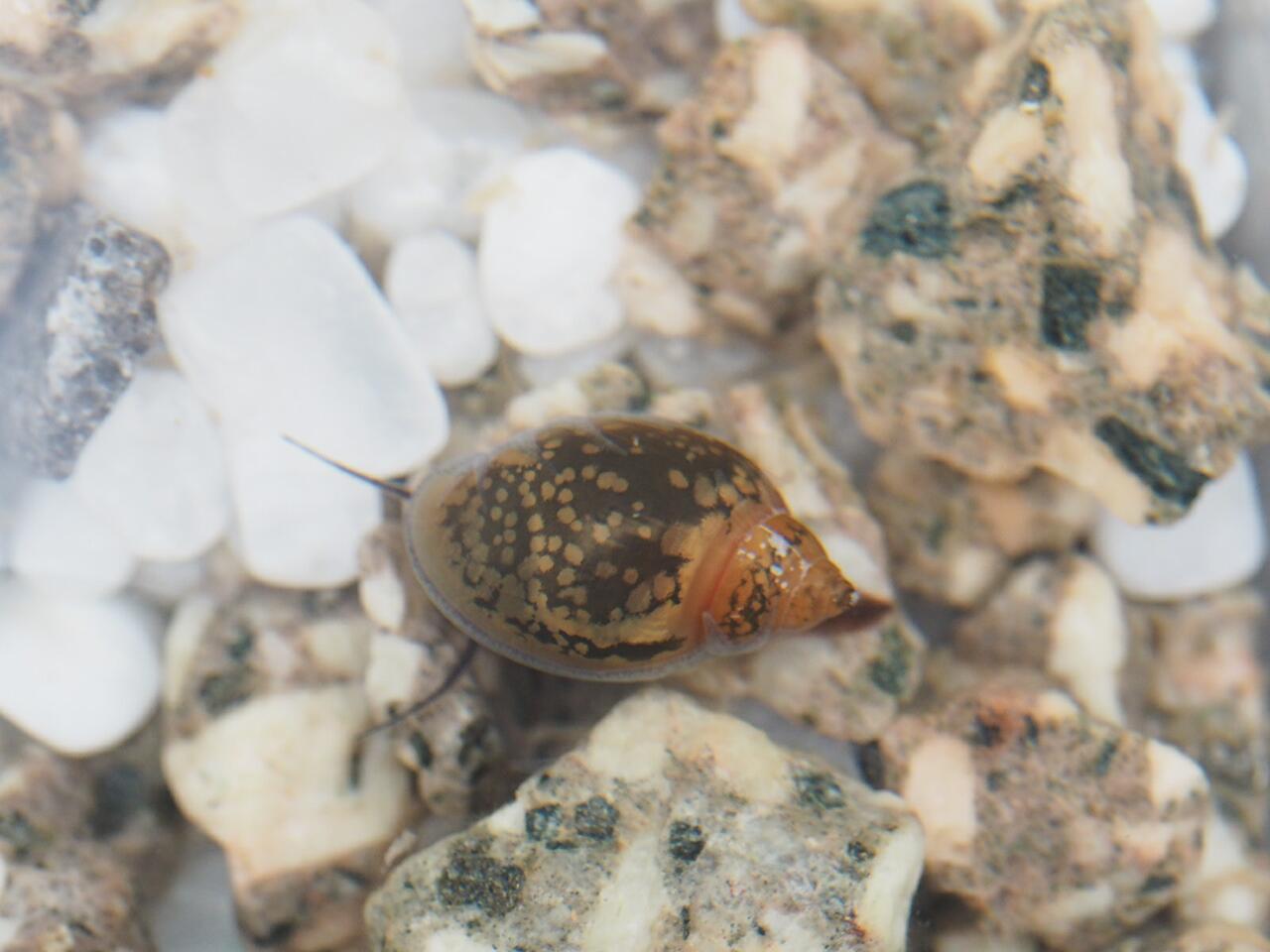 サカマキガイの駆除をした 葵みずなの小部屋 サカマキガイの駆除をした 葵みずなの小部屋