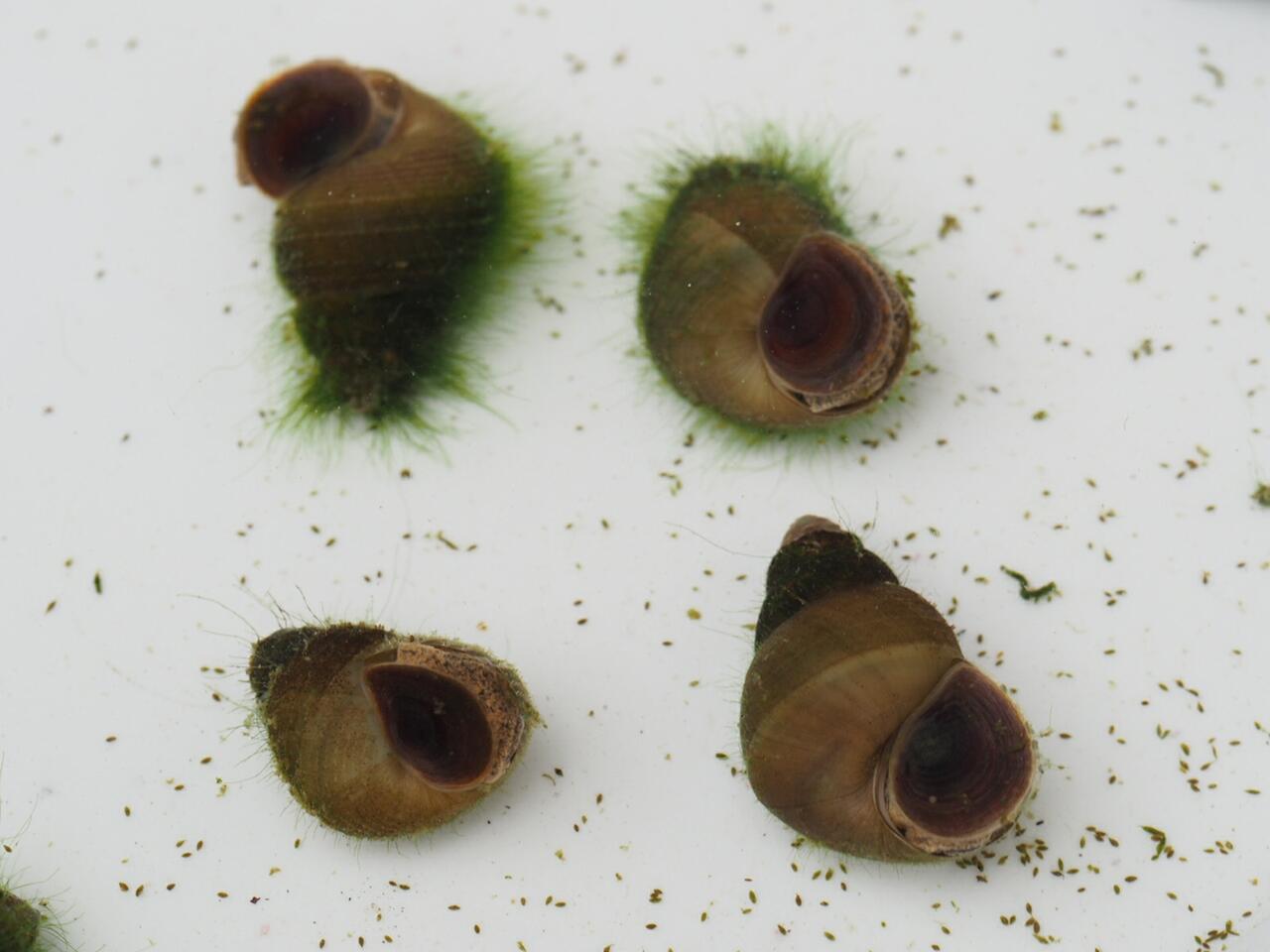 サカマキガイの駆除をした 葵みずなの小部屋