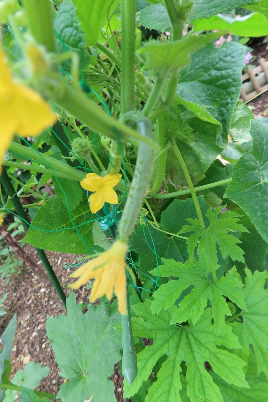 ゴールドクレストの植え替えをしました 葵みずなの小部屋