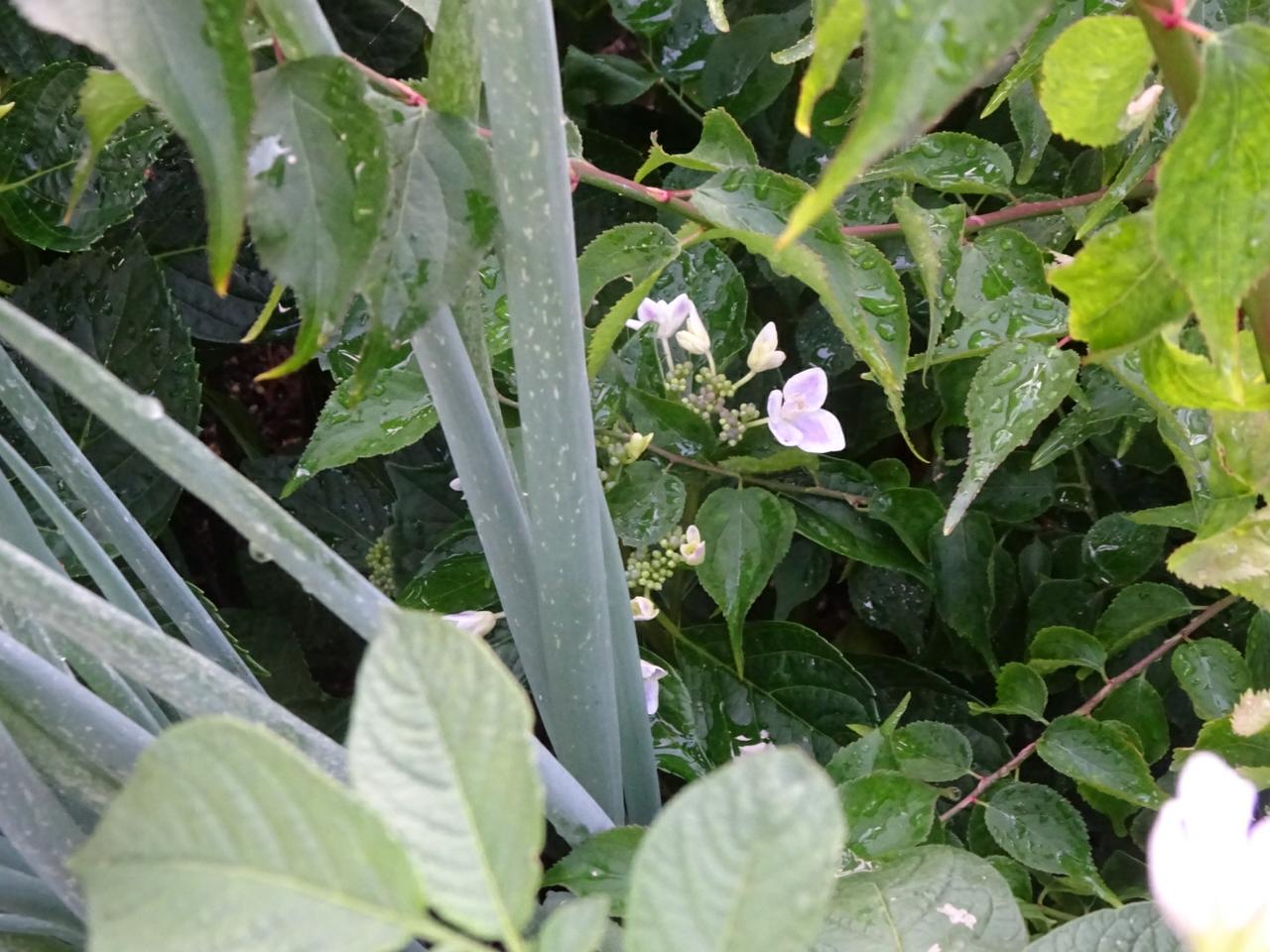 マツバギクをもらったので挿し木しました 葵みずなの小部屋 マツバギクをもらったので挿し木しました 葵みずなの小部屋