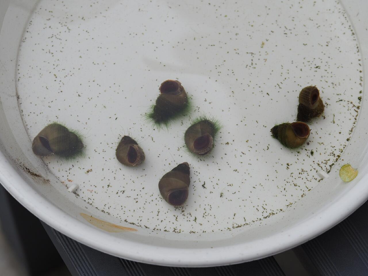 サカマキガイの駆除をした 葵みずなの小部屋 サカマキガイの駆除をした 葵みずなの小部屋