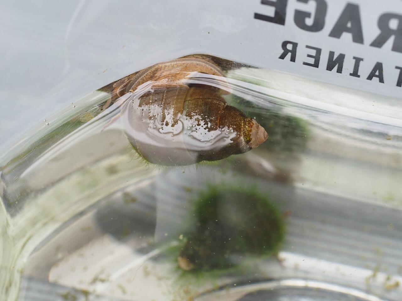 サカマキガイの駆除をした 葵みずなの小部屋