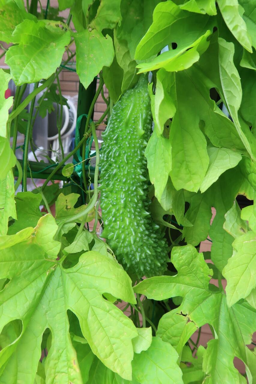 ゴールドクレストの植え替えをしました 葵みずなの小部屋