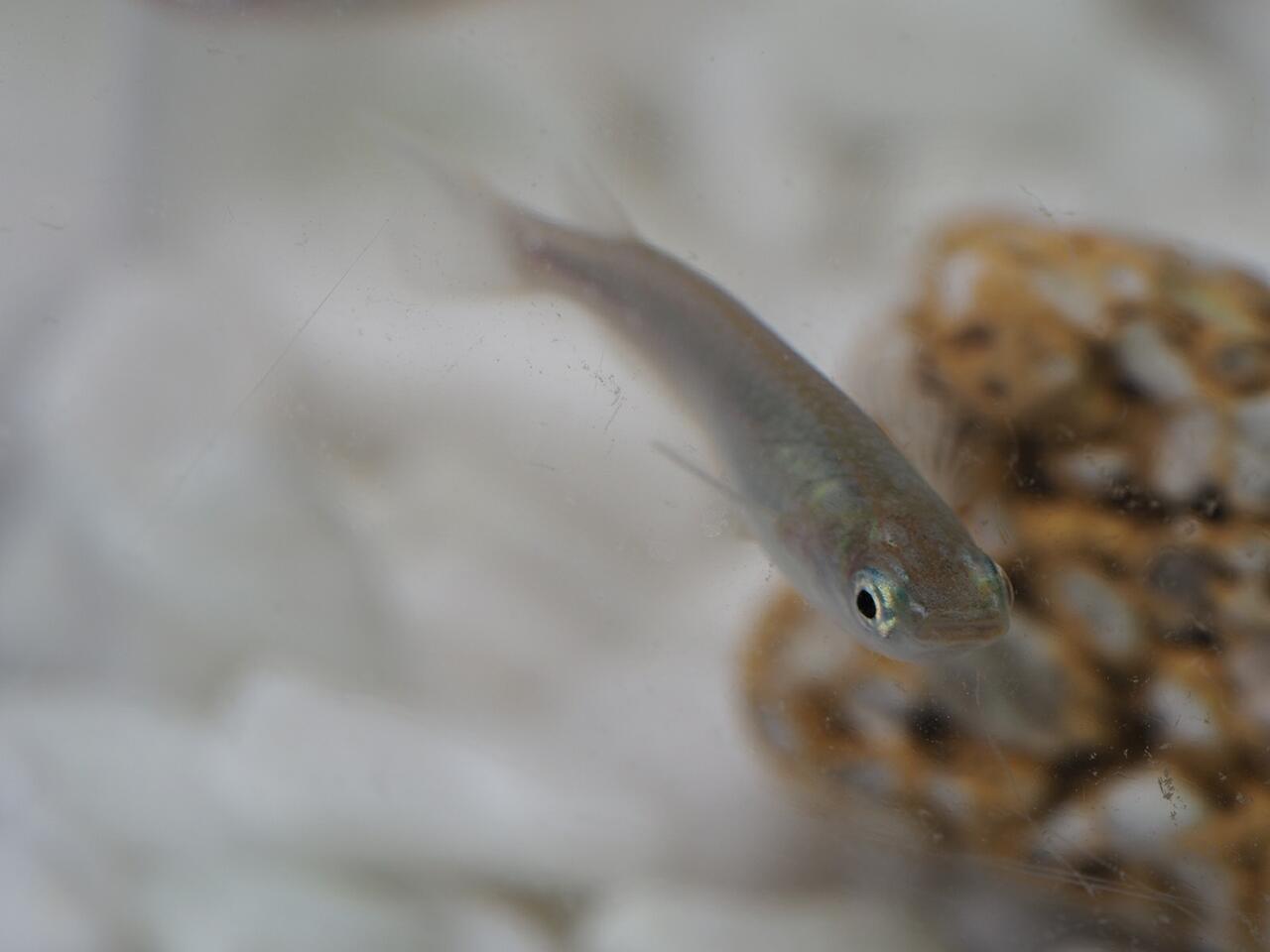 メダカの赤ちゃん増える 葵みずなの小部屋