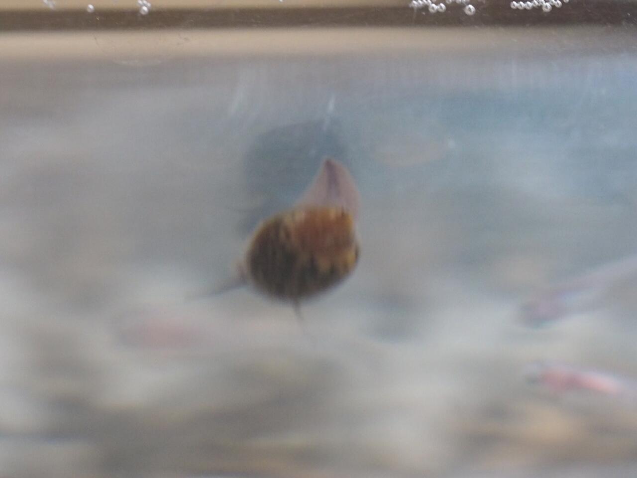 ヒメタニシ いいえ サカマキガイでした 葵みずなの小部屋