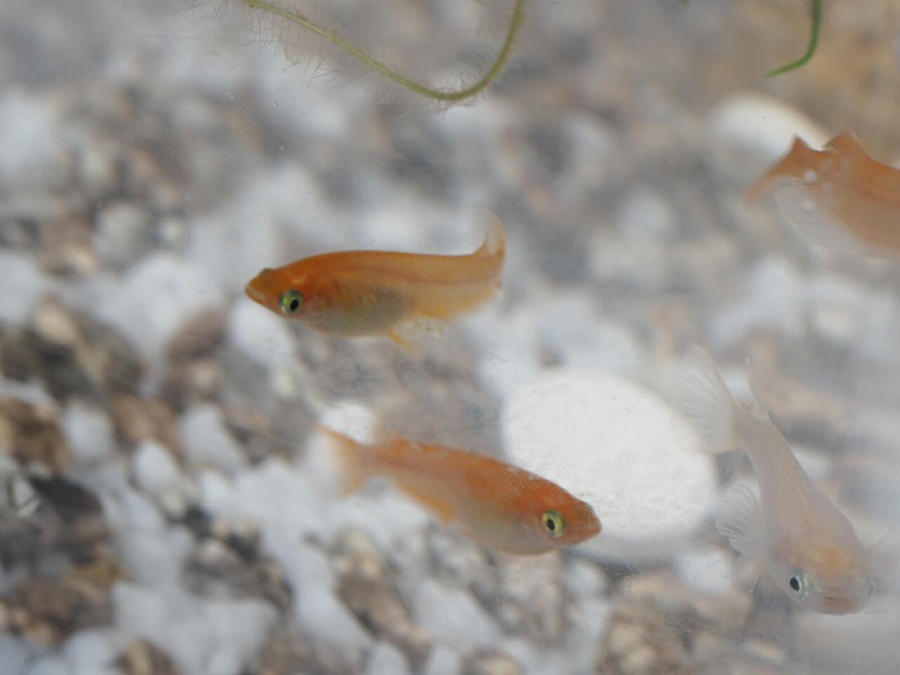 メダカの赤ちゃん増える 葵みずなの小部屋