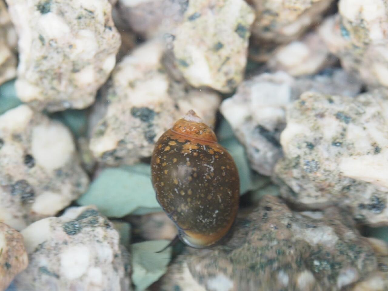 サカマキガイの駆除をした 葵みずなの小部屋 サカマキガイの駆除をした 葵みずなの小部屋