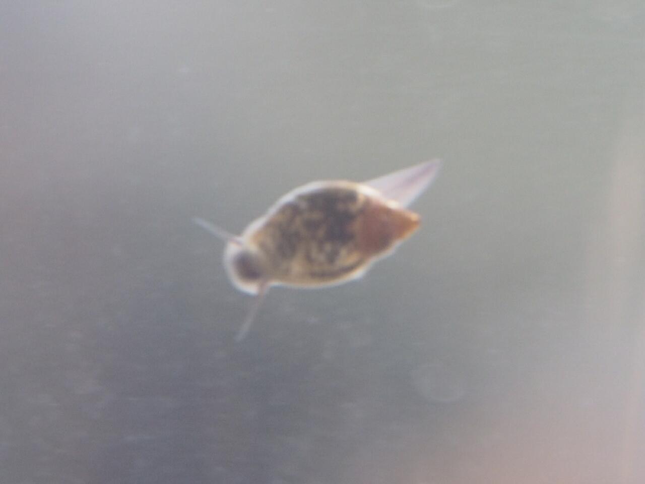 ヒメタニシ いいえ サカマキガイでした 葵みずなの小部屋