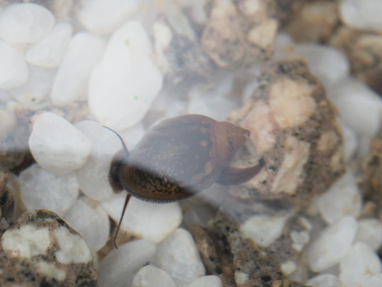 サカマキガイの駆除をした 葵みずなの小部屋 サカマキガイの駆除をした 葵みずなの小部屋