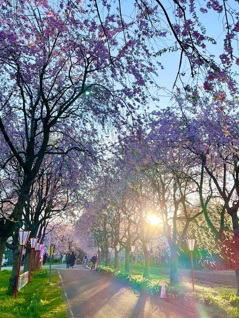 右輪台のしだれ桜