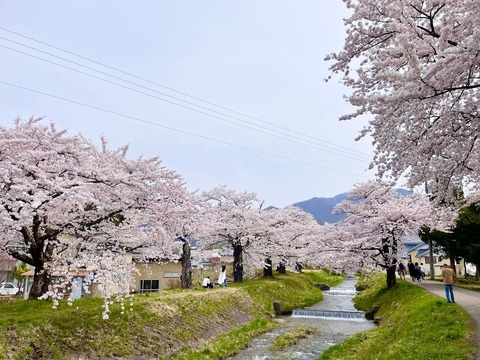 観音寺川の桜昼
