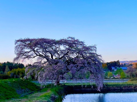 芳水の桜