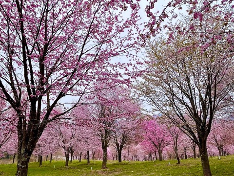 裏磐梯の桜峠