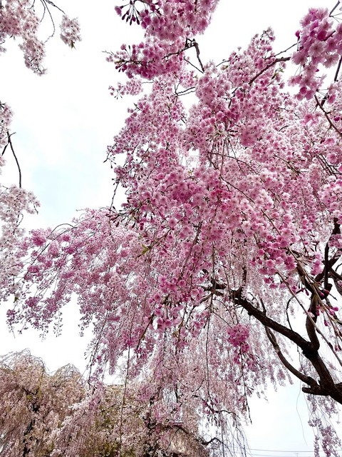 しだれ桜喜多方