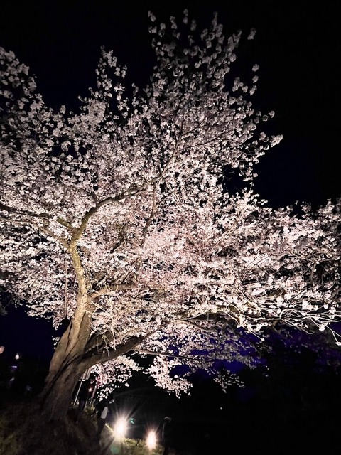 観音寺川の夜２