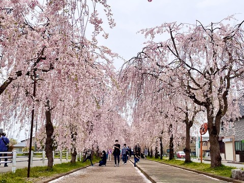 日中線の枝垂れ桜