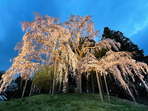 合戦場の枝垂れ桜