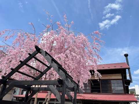 八幡枝垂れ桜