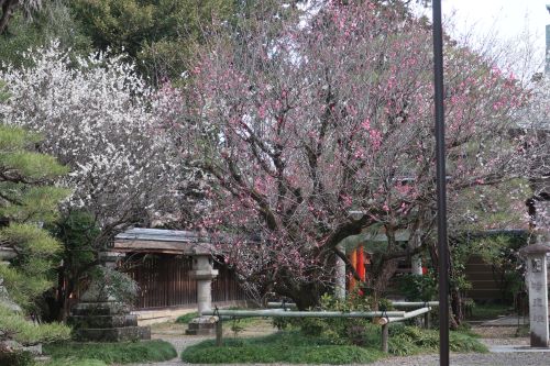 梅宮大社の梅と椿の饗宴 はんなり香し梅の園 : 川岸から Riverside Life