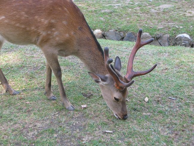 奈良公園で 曜変天目茶碗と鹿と浮見堂と 川岸から Riverside Life