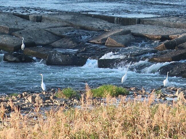 黄昏の罧原堤 桂川で魚狙う白鷺 川岸から Riverside Life