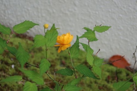 山吹の花