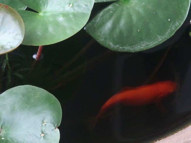 姫睡蓮が咲きました やんちゃメダカの宿替え 川岸から Riverside Life