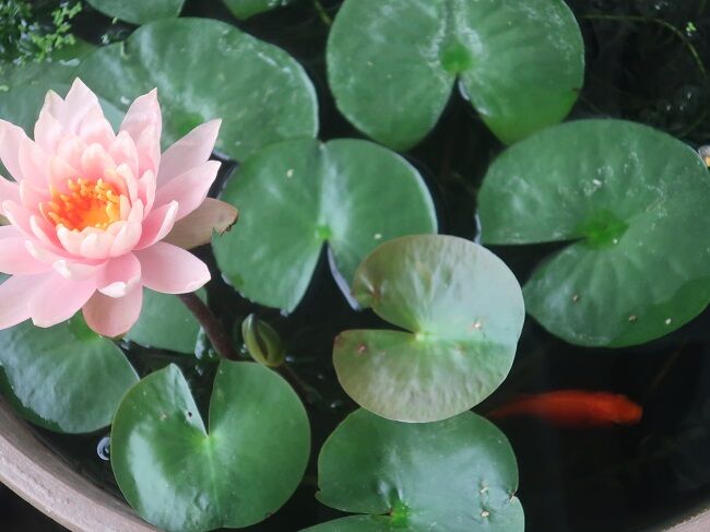 雨の日 三番目の睡蓮の花が咲きました 川岸から Riverside Life