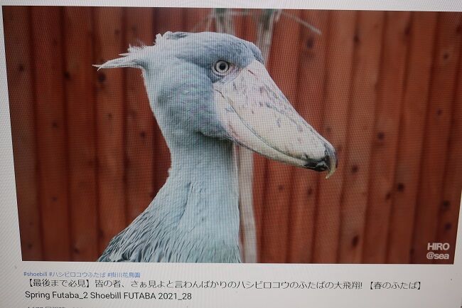 ツンデレ ハシビロコウ 掛川花鳥園 愛らし 川岸から Riverside Life ツンデレ ハシビロコウ 掛川花鳥園 愛らし 川岸から Riverside Life