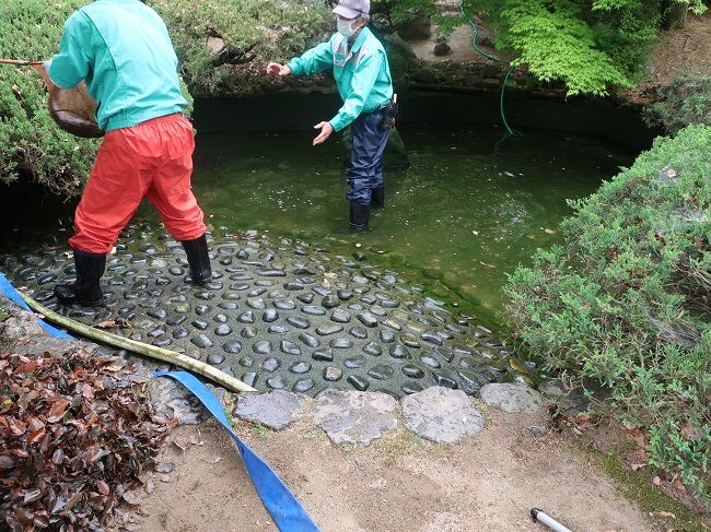 いつのまにか池に 紅い鯉が おや人相の悪い亀も 川岸から Riverside Life