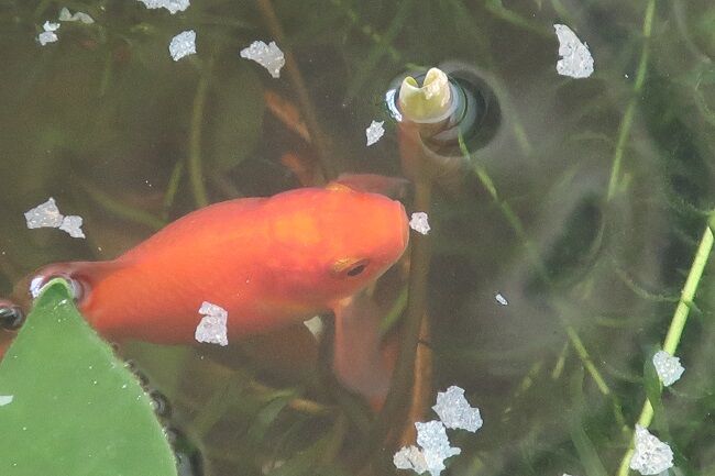 ベランダの花たち 金魚 メダカたち 川岸から Riverside Life ベランダの花たち 金魚 メダカたち 川岸から Riverside Life