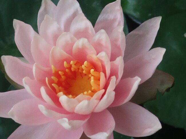 雨の日 三番目の睡蓮の花が咲きました 川岸から Riverside Life