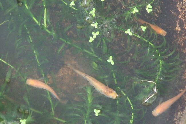 ベランダの花たち 金魚 メダカたち 川岸から Riverside Life ベランダの花たち 金魚 メダカたち 川岸から Riverside Life